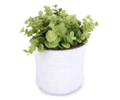 Boxwood Plant In White Cement Pot