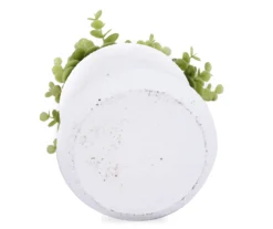 Boxwood Plant In White Cement Pot -RAZOR COSCO SHOP 810503202 3