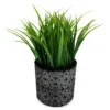 Grass Plant In Black Cement Pot