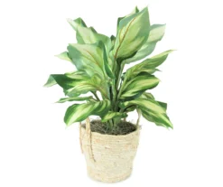 28" Hosta Plant In Boho Basket
