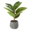 Rubber Plant In Carved Cement Pot