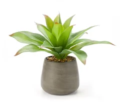 Aloe In Gray Brushed Cement Pot