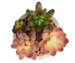 Succulent Plants 3-Piece Decor Set -RAZOR COSCO SHOP 810566389 3