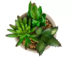 Succulent Plants 3-Piece Decor Set -RAZOR COSCO SHOP 810566389 4