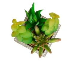 Succulent Plants 3-Piece Decor Set -RAZOR COSCO SHOP 810566389 5