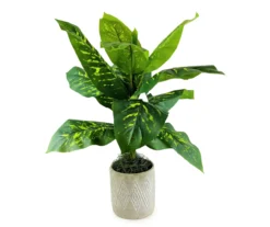 40" Dieffenbachia Plant In Embossed Diamond Ceramic Pot