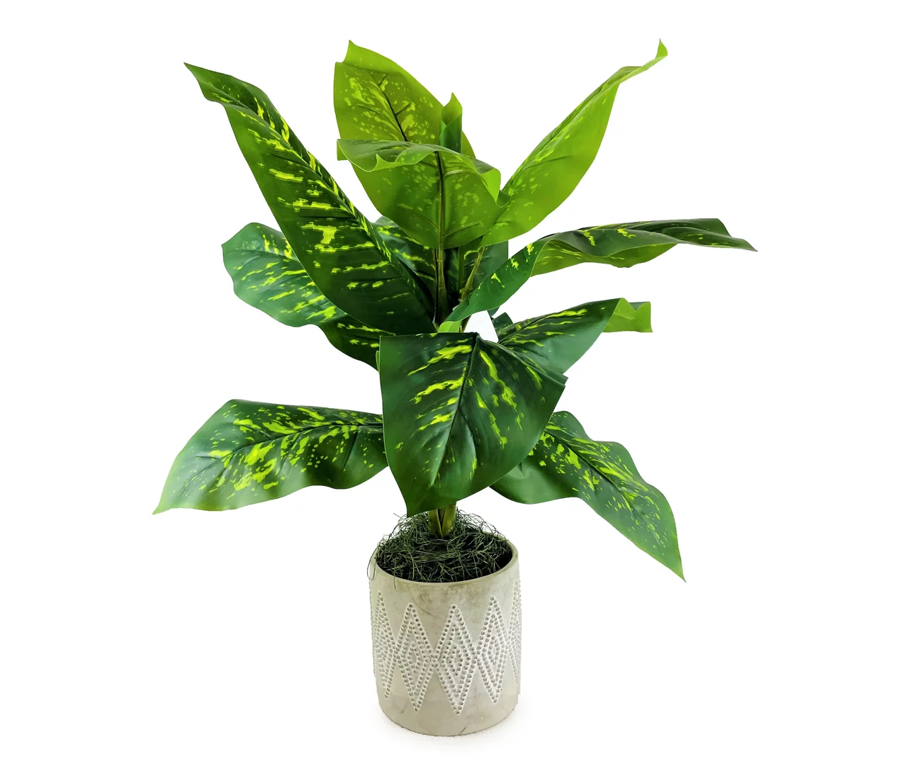 40" Dieffenbachia Plant In Embossed Diamond Ceramic Pot 1 40" Dieffenbachia Plant In Embossed Diamond Ceramic Pot