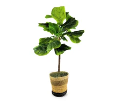 3' Fig Tree In Tri-Color Basket