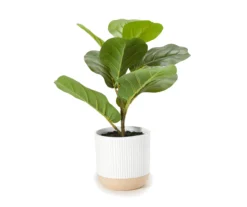 16" Fig Leaf Plant In Round Ribbed Ceramic Pot